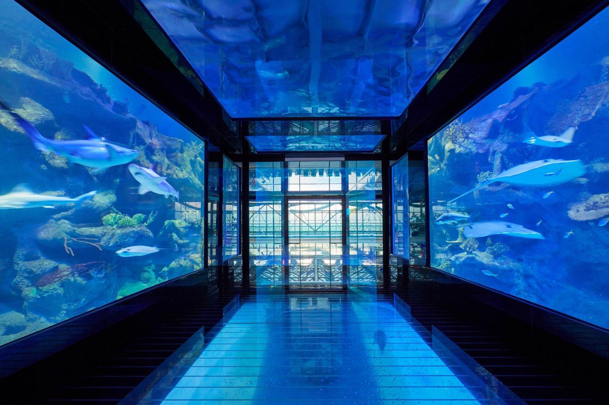 패러그래프 리조트 앤 스파 셰크베틸리, 오토그래프 컬렉션 외부 사진 The tunnel at the aquarium
